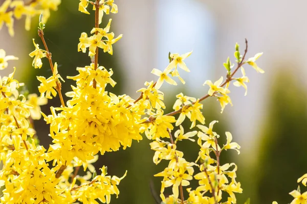 Jaro Jasně Žluté Kvetoucí Forsythie — Stock fotografie