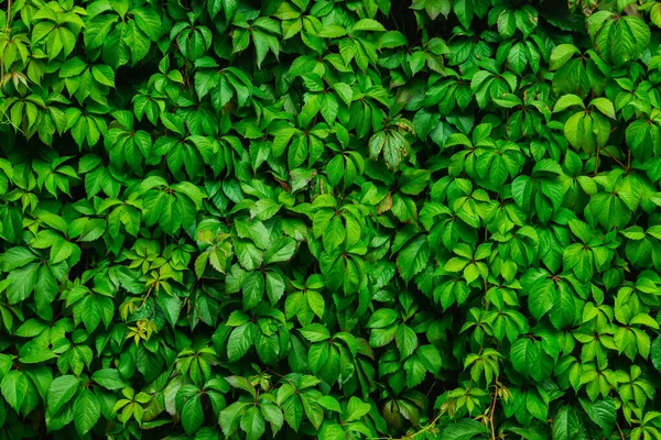 Фон Зеленого Листя Паркан Вирощений Рослинами Внутрішній Декор — стокове фото