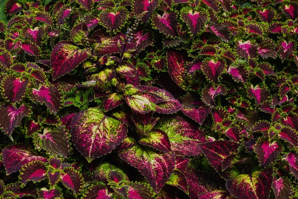 Close Afbeelding Van Mooie Bloemen Muur Achtergrond Met Een Geweldige — Stockfoto