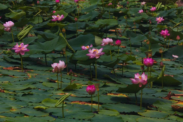Kwitnąca Woda Lily Stawie Ogrodowym Jesienią Jest Otoczony Zielonymi Liśćmi — Zdjęcie stockowe