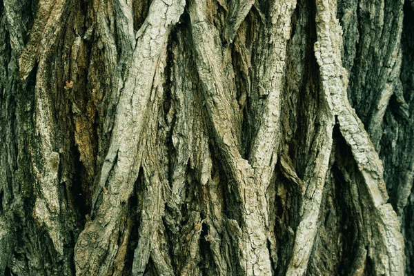 Old Tree Bark Close Beautiful Patterns Graphic Design Wallpaper Natural — Stock Photo, Image