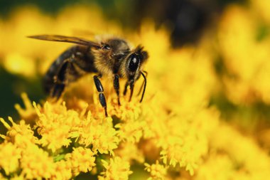 Bir bal arısı sarı bir kelebek çiçeğinin üzerinde polen toplar..