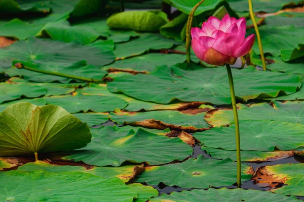 夏の池にピンクの睡蓮や蓮の花 ロシア — ストック写真