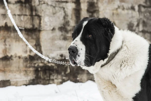 Beyaz çoban köpeği, siyah ve beyaz renkli, kışın beyaz karın arka planına zincirle bağlanır. Kafkasların en eski otantik köpek cinslerinden biri..
