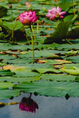 Bahçe havuzunda sonbaharda çiçek açan Lily. Çevresi yeşil su yapraklarıyla çevrili. Su Lily suya yansıyor..