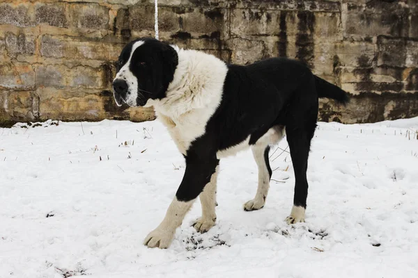 Caucasian shepherd dog, black and white color is fastened on a chain against the background of white snow in winter. One of the oldest authentic dog breeds of the Caucasus.