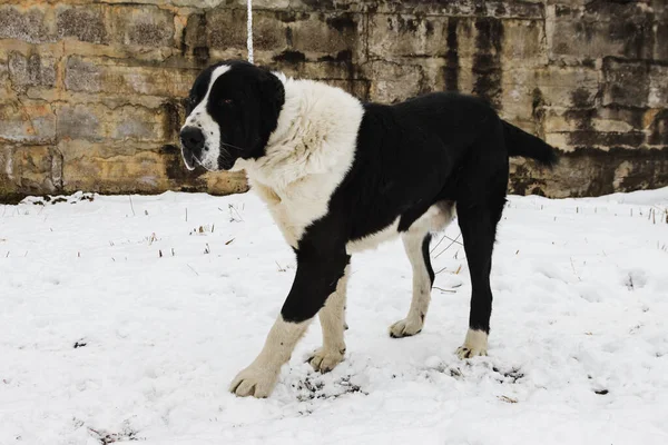 Beyaz çoban köpeği, siyah ve beyaz renkli, kışın beyaz karın arka planına zincirle bağlanır. Kafkasların en eski otantik köpek cinslerinden biri..