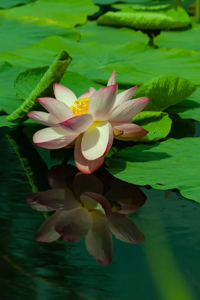 Bahçe Havuzunda Sonbaharda Çiçek Açan Lily Çevresi Yeşil Yapraklarıyla Çevrili — Stok fotoğraf