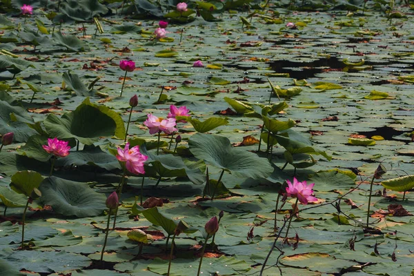 Lírio Aquático Rosa Flor Lótus Lago Verão Rússia — Fotografia de Stock