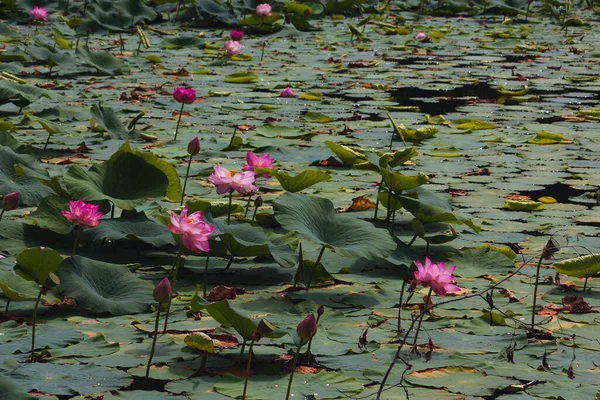 Rosa Lirio Flor Loto Estanque Verano Rusia — Foto de Stock