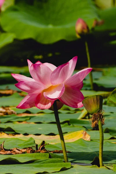 Bahçe Havuzunda Sonbaharda Çiçek Açan Lily Etrafı Yeşil Yapraklarıyla Çevrili — Stok fotoğraf