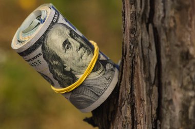 Sonbahar ormanındaki Amerikan doları bir ağacın dallarında, yakın planda..