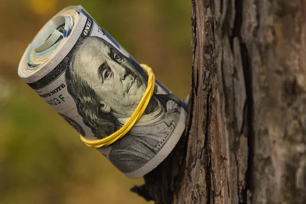 Sonbahar ormanındaki Amerikan doları bir ağacın dallarında, yakın planda..