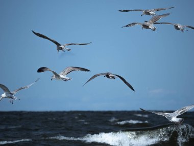 Bir grup martı güneşli bir günde deniz dalgalarında balık avlar.