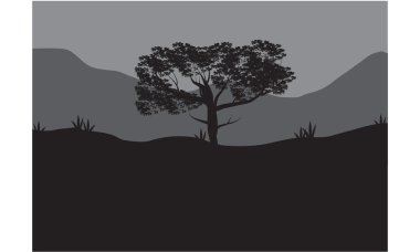 Gölge ağaçlarının Silhouettes