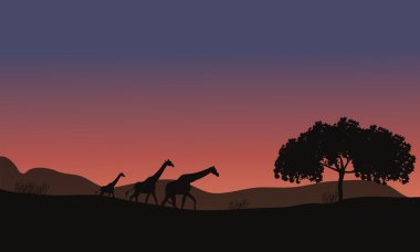 Safari ve zürafalar aile gün batımında