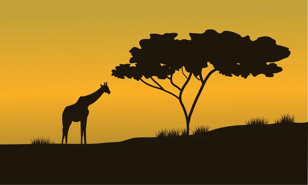 Silhouettes of Giraffes and trees on Safari — стоковое фото