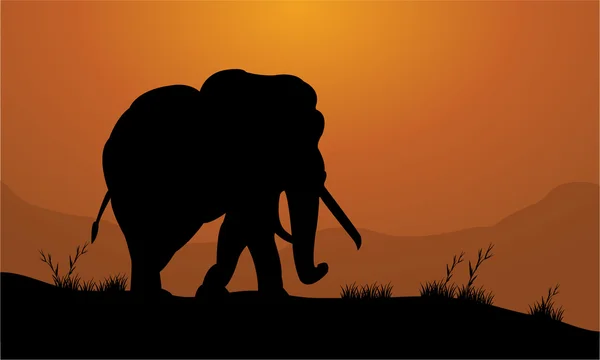 Éléphant dans le domaine de la silhouette — Image vectorielle