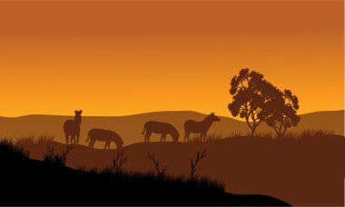 Zebra siluet tepelerde