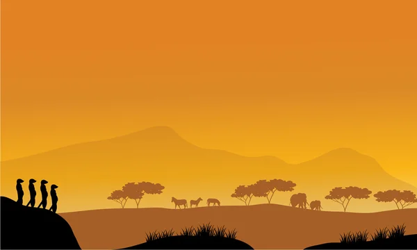 Belle silhouette meerkat l'après-midi — Image vectorielle