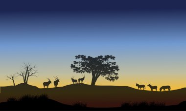 Sabah antilop ve zebra ile sahne