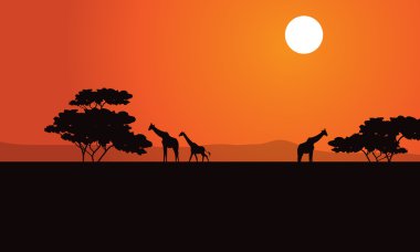Öğleden sonra sahne, Zebra