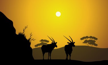 Hill antilop ile sabah sahne