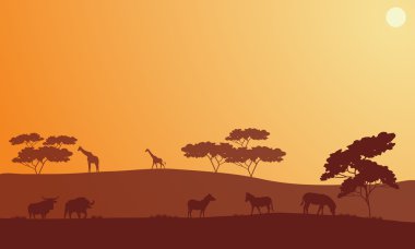 Silhouette bison, zebra ve zürafa