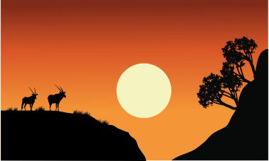 Antilop güneş ile silüeti 