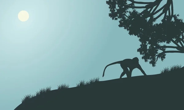 Silhouette de singe dans les collines — Image vectorielle