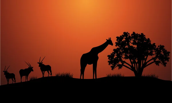 Silueta de antílope y jirafa — Vector de stock