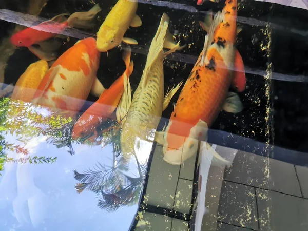 Carpa Japonesa Colorida Nishikigoi Nadando Lagoa Uma Imagem Criação Koi — Fotografia de Stock