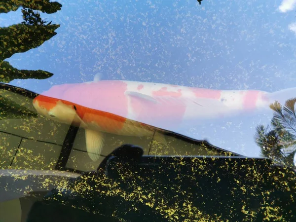 Carpa Japonesa Colorida Nishikigoi Nadando Lagoa Uma Imagem Criação Koi — Fotografia de Stock