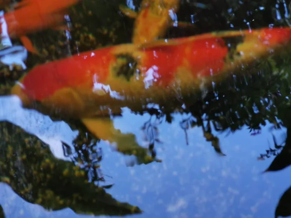 Японский Карп Nishikigoi Плавающий Пруду Представляет Собой Картину Выращивания Кои — стоковое фото