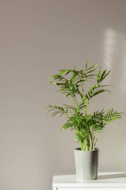 Chamaedorea elegans houseplant in a grey pot on the table in a modern stylish and minimalistic interior of the urban jungle. Tropical palm tree with beautiful bright sunlight.Vertically
