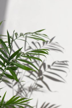 Beyaz bir duvarda palmiye yaprakları ve gölgeler. Tarafsız renklerde güzel egzotik bir arka plan. Güneşli bir gün.