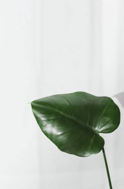 Monstera deliciosa yaprağı iç kısımda hafif bir arka planda. Tarafsız tonlarda ve gölgelerde güzel doğal arkaplan. Dikey yönelim. Seçici odaklı görüntü. Boşluğu kopyala