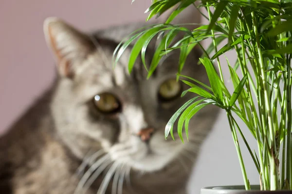 Chamaedorea Elegans Images Royalty Free Stock Chamaedorea Elegans Photos Pictures Depositphotos