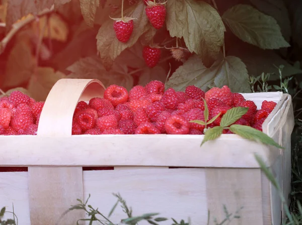 Close Ripe Fresh Organic Raspberries Wooden Basket Harvest Eco Friendly — Stock Photo, Image