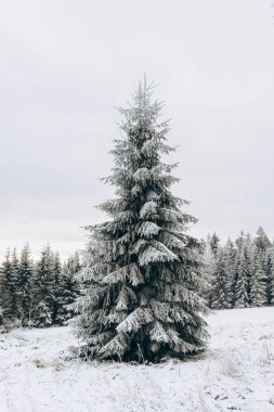 Kış manzarasında güzel bir köknar ağacı. Kış Harikalar Diyarı.