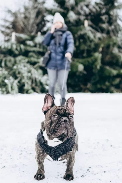 Närbild Rolig Fransk Bulldogg Vinterkläder Utomhus Vinterpromenad Skyddar Sin Ägare — Stockfoto