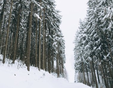 Kış manzarasında karla kaplı güzel ağaçlar. İzler kayak yamacına çıkıyor. Kar yağdıktan sonra çam ormanı.