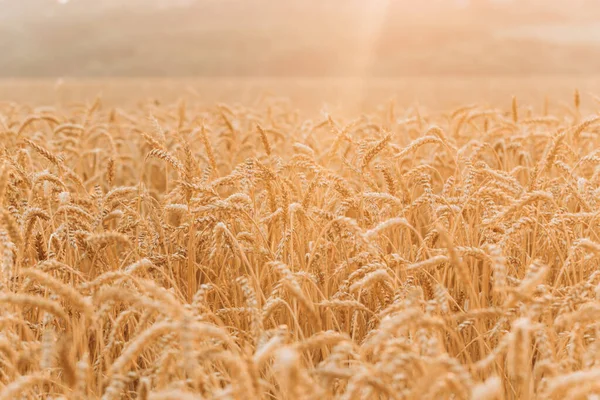 太陽の下で黄金の小麦の熟した耳を持つ小麦畑 秋の風景農業と豊かな収穫の概念 農業の季節 — ストック写真