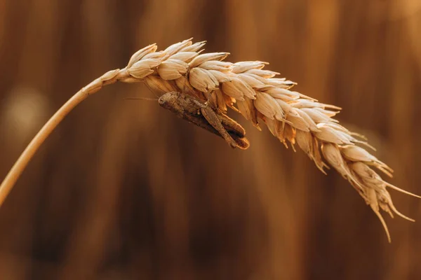 小麦のスパイクに茶色のバッタのクローズアップ 自然の色鮮やかな自然背景自然の生息地でのカモフラージュ昆虫自然 ジャンプ昆虫の概念 — ストック写真