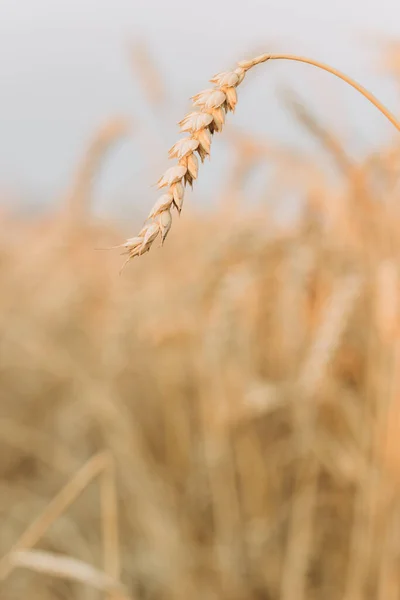 日没時には小麦の耳を閉じて熟す 秋の風景農業と豊かな収穫の概念 農業の季節垂直方向 — ストック写真