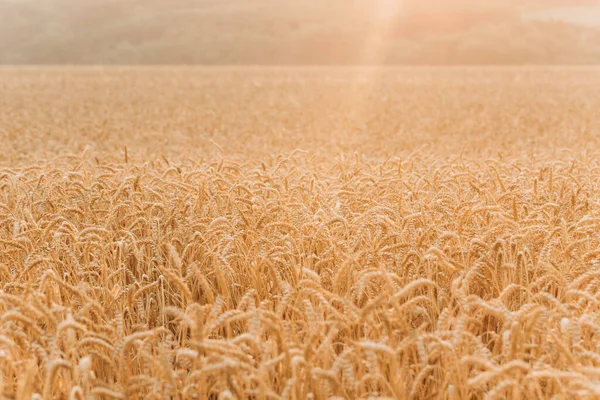 Campo Trigo Com Espigas Maduras Trigo Dourado Sol Fundo Natural — Fotografia de Stock