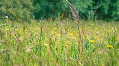 Kırsaldaki çim tarlası. Bromus. Bahar alerjisi konsepti