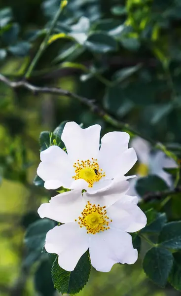 Two Cistus Flowers Known Rockrose Flower Typical Flower Mediterranean Forests — Stock Photo, Image