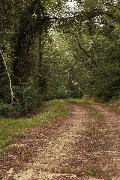 秋の色の森を通って孤独な田舎道 孤独な秋の森 — ストック写真