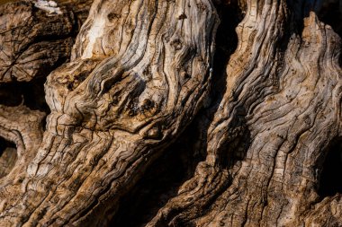 Ağaç gövdesi dokusunu kapat